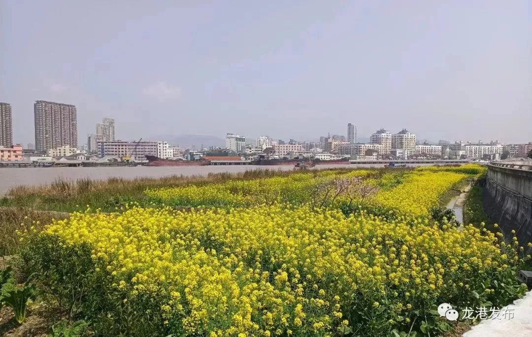 这“有财华”竟然龙港外滩都有呀！真美！