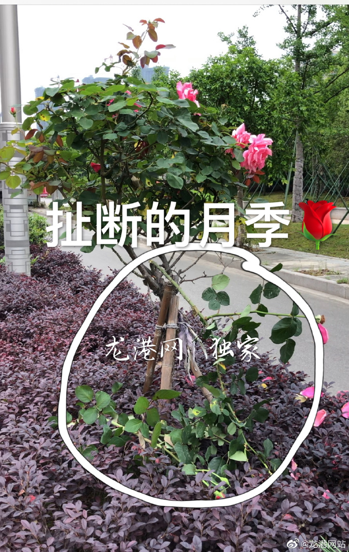 9821ae92ly1gejhwzbao0j20v91dhb2a.jpg