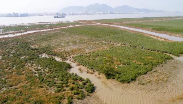 苍南县沿浦湾红树林