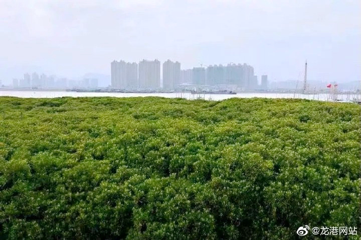 温州中心站开展浙江龙港红树林蓝碳监测