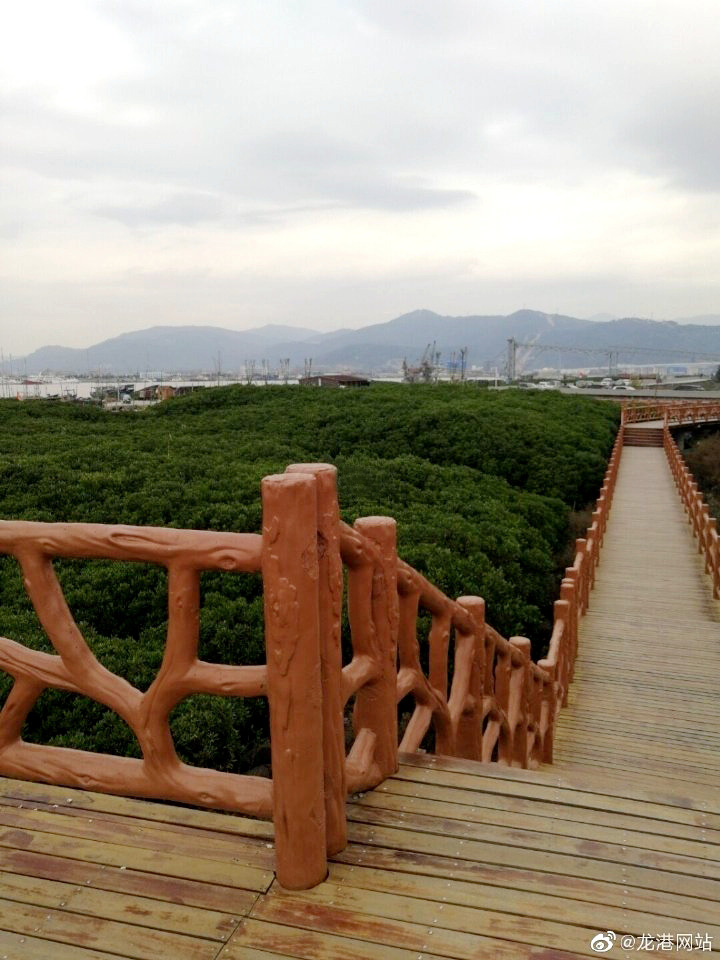 温州中心站开展浙江龙港红树林蓝碳监测