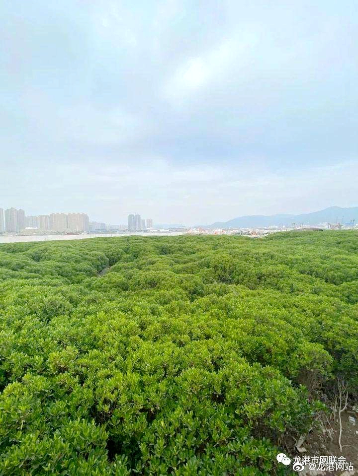 温州中心站开展浙江龙港红树林蓝碳监测