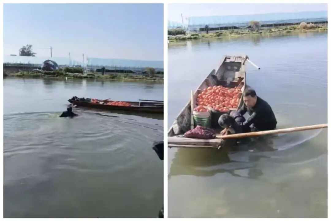 寒冬一跃！龙港社区干部黄正泼勇救落水老人