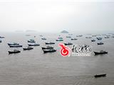东海伏休结束 苍南渔船扬帆出海