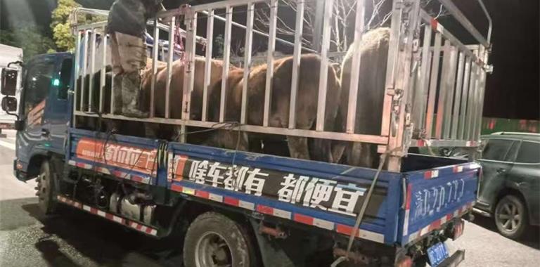 龙港新城联合党委重拳整治畜禽散养乱象