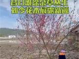 龙港外滩堤外修复岸（第一期）已基本完成！