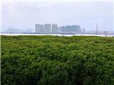龙港红树林湿地公园 国家林业和草原局都很关注