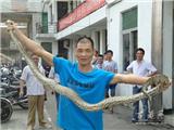 龙港警方成功捕捉大莽蛇