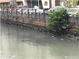 市民反映金钗河部分河段发黑现象