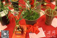 龙港网3月6日讯：今天上午，苍南县兰花协会第三届“和谐杯”春兰奖在龙港从进酒店举行，会展共有300余件兰花展出，吸引了500多人观看。评出栽培奖2个，特金奖2个，金奖10个，银奖15个，铜奖22个。