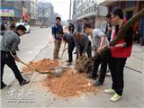 绿化走进白沙社区  绿树种进龙巴公路