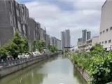 气温回升 龙港河道罗非鱼泛滥！