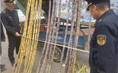 “天眼”联手巡逻员，以“绣花功夫”治理龙港“老毛病”！