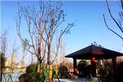 该项目方案以“幸福诗地、龙港绿洲”为设计理念，通过优化生态湿地环境，将生态优势转化为景观优势，营造区域景观新地标，