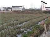 江山片区实施一系列惠农措施 为农业复产点亮绿灯