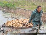 藕农水田采藕忙
