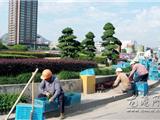鲜花扮靓转盘迎国庆 节日气氛渐浓