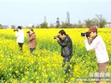 我镇三大庙村油菜花开醉游人