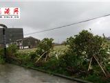 受“苏迪罗”影响 龙港部分区域停电 电力部门正全力抢修