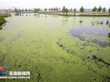 河道浮萍泛滥