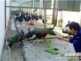 “中贯”生态开发渐入佳境