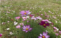 花海成卷！龙港这里，每一帧都是“家门口”的春日浪漫