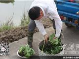 龙港菜农田间管理忙