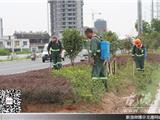 龙港园林工人积极做好夏日绿化带打药除虫工作