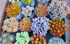 龙港人看过来！4000多株树苗花卉，免费领→