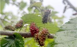 枝头“藏”着春日甜！龙港凤凰岛桑葚熟了