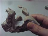 温州文成一男子建房时挖出古生代化石