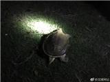 东海民防放生一只野生大甲鱼 让它回归大自然