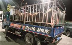 龙港新城联合党委重拳整治畜禽散养乱象