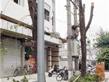 行道树惹谁了遭人乱砍