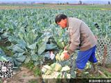 本地头茬花菜开始上市