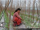 龙港农户错峰种植 头茬番茄已出花长势良好