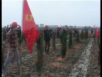 团委组织“让青春在林中闪光‘创文明龙港，建绿色家园’”义务植树活动