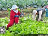 时下正值冬令蔬菜种植时节菜农田间管理忙