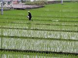 农民早稻施肥忙