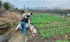 龙港新城联合党委开展乱搭乱建专项整治行动