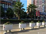  龙港城区主干道：花卉美化城市 请你手下留情
