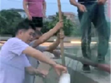 水闸放水抓鱼，一条接一条！5斤！10斤！