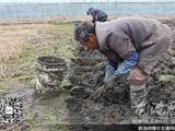 龙港：荸荠采收忙 产量减价格高