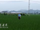 晚稻长势好  田间管理正当时