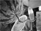 白子西瓜，催熟瓜？ 近期黑子瓜将大量上市