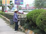 龙港修剪绿化带 扮靓绿色风景线迎国庆