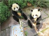 温企60万元认养大熊猫 取名“正正”、“辉辉”