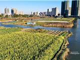 龙港城市公园油菜花都开了，告诉你春天来了！