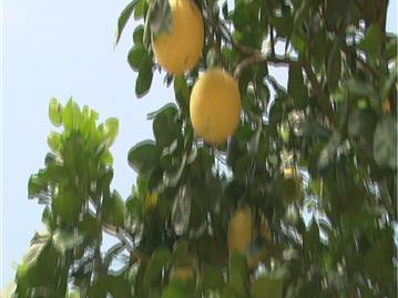 采摘四季柚好时节