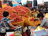 龙港西红柿价格上涨 农户赶工分拣成熟西红柿